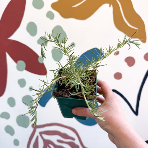 Rosmarinus prostratus 'Boule' - Trailing Rosemary - Cotswolds Grown Culinary Herbs - Sprouts of Bristol