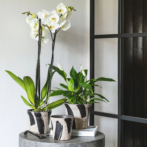 Rowan Brushstroke Tapered Planter - Sprouts of Bristol