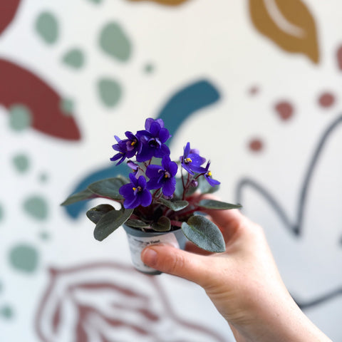 Saintpaulia ‘Little Blue Boy’ – Mini African Violet - Sprouts of Bristol