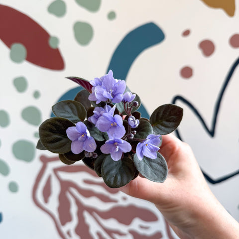 Saintpaulia – Pale Blue Mini African Violet - Sprouts of Bristol