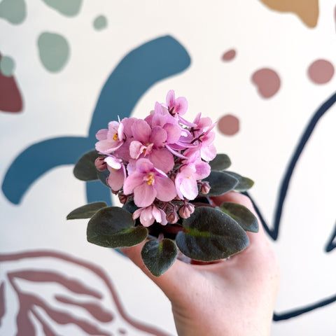 Saintpaulia – Pale Pink Mini African Violet - Sprouts of Bristol