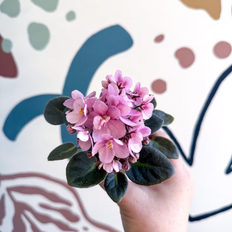 Saintpaulia – Pale Pink Mini African Violet - Sprouts of Bristol