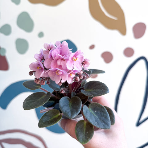 Saintpaulia – Pale Pink Mini African Violet - Sprouts of Bristol
