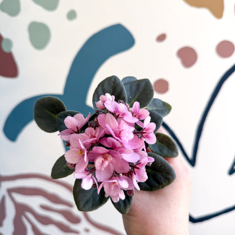 Saintpaulia – Pale Pink Mini African Violet - Sprouts of Bristol