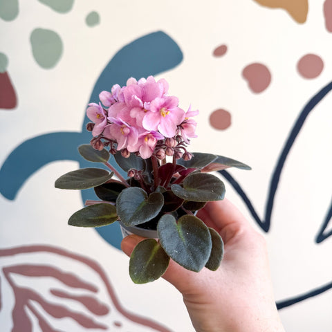 Saintpaulia – Pale Pink Mini African Violet - Sprouts of Bristol