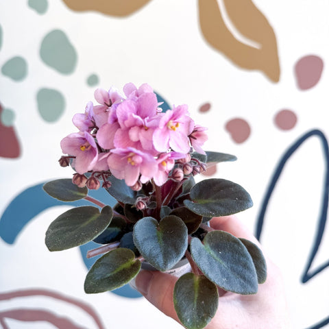 Saintpaulia – Pale Pink Mini African Violet - Sprouts of Bristol