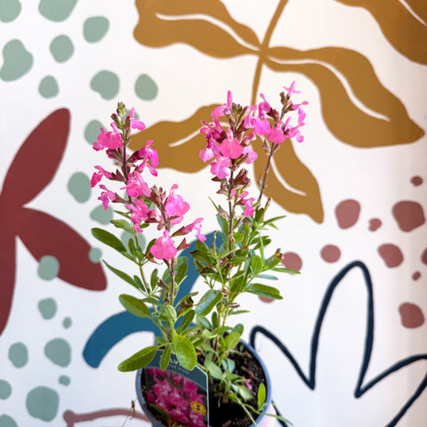 Salvia greggii 'Mirage Pink' - Autumn Sage - English Grown Perennial - Sprouts of Bristol