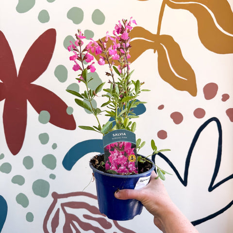 Salvia greggii 'Mirage Pink' - Autumn Sage - English Grown Perennial - Sprouts of Bristol