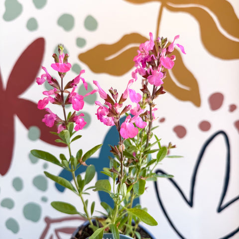 Salvia greggii 'Mirage Pink' - Autumn Sage - English Grown Perennial - Sprouts of Bristol