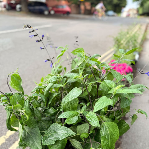 Salvia guaranitica 'Black and Bloom' - Sprouts of Bristol