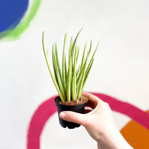 Sansevieria bacularis 'Mikado' - Snake Plant - Sprouts of Bristol