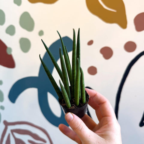 Sansevieria bacularis 'Mikado' - Snake Plant - Sprouts of Bristol