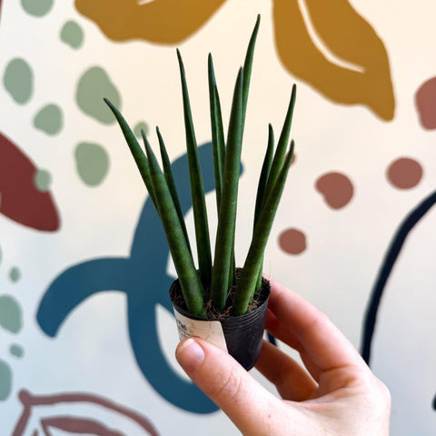 Sansevieria bacularis 'Mikado' - Snake Plant - Sprouts of Bristol