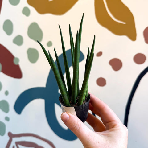 Sansevieria bacularis 'Mikado' - Snake Plant - Sprouts of Bristol