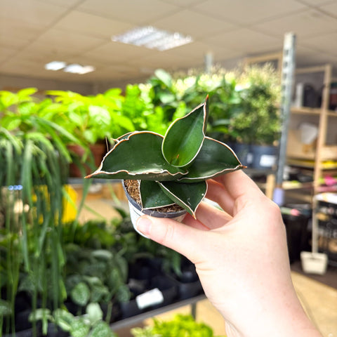 Sansevieria ehrenbergii ‘Samurai’ – Samurai Snake Plant - Sprouts of Bristol