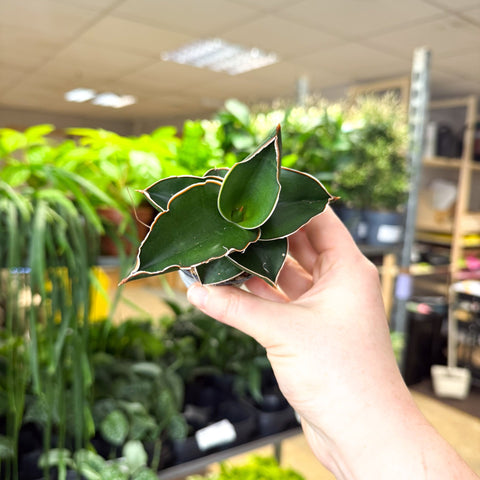 Sansevieria ehrenbergii ‘Samurai’ – Samurai Snake Plant - Sprouts of Bristol