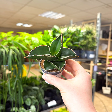 Sansevieria ehrenbergii ‘Samurai’ – Samurai Snake Plant - Sprouts of Bristol