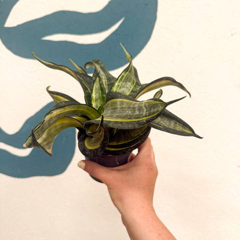 Sansevieria ‘Hahnii Spiral Star’ – Spiral Star Snake Plant - Sprouts of Bristol
