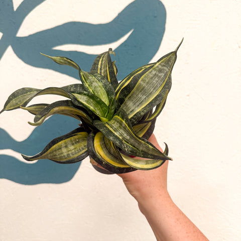 Sansevieria ‘Hahnii Spiral Star’ – Spiral Star Snake Plant - Sprouts of Bristol