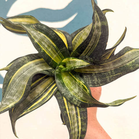 Sansevieria ‘Hahnii Spiral Star’ – Spiral Star Snake Plant - Sprouts of Bristol