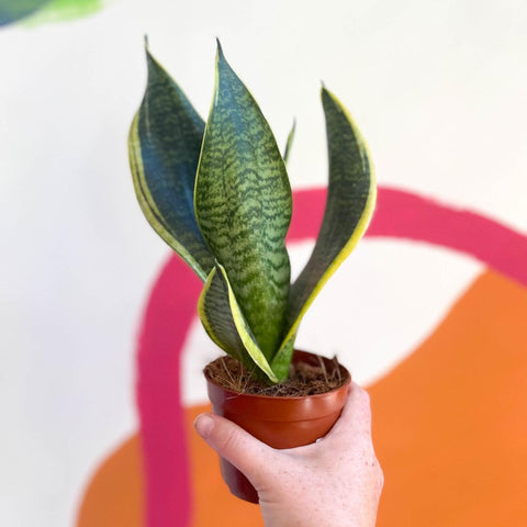 Sansevieria trifasciata 'Futura Superba' - Snake Plant - Sprouts of Bristol