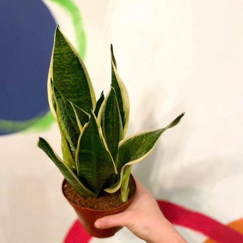 Sansevieria trifasciata 'Futura Superba' - Snake Plant - Sprouts of Bristol