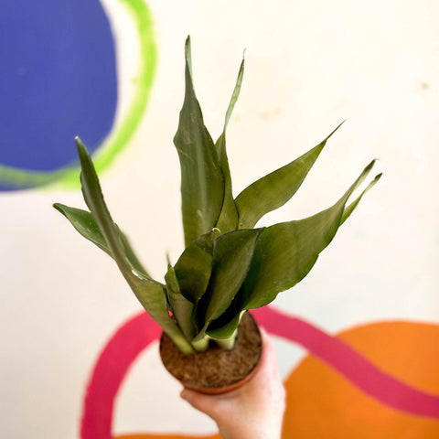 Sansevieria trifasciata 'Moonshine' - Snake Plant - Sprouts of Bristol