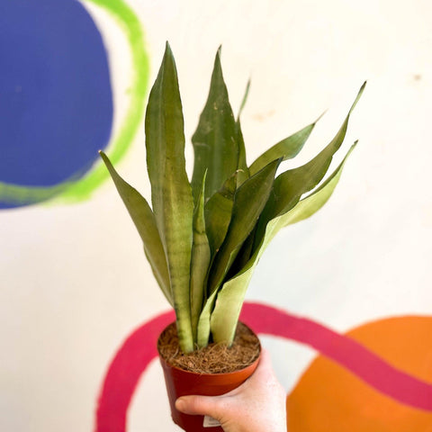 Sansevieria trifasciata 'Moonshine' - Snake Plant - Sprouts of Bristol