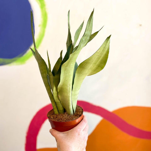 Sansevieria trifasciata 'Moonshine' - Snake Plant - Sprouts of Bristol