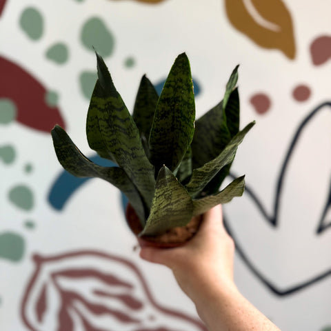 Sansevieria zeylanica ‘Compacta’ - Compact Snake Plant - Sprouts of Bristol