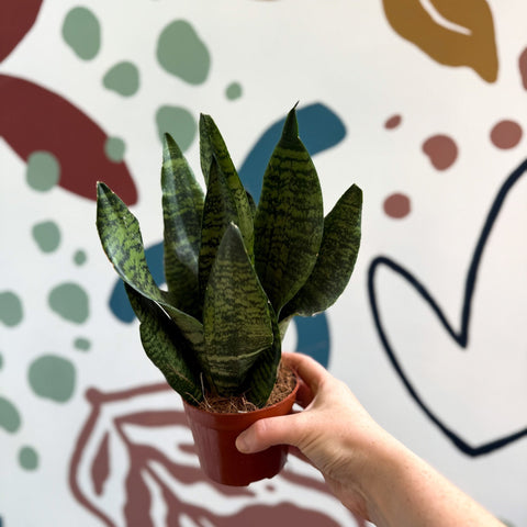 Sansevieria zeylanica ‘Compacta’ - Compact Snake Plant - Sprouts of Bristol