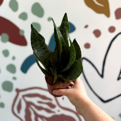 Sansevieria zeylanica ‘Compacta’ - Compact Snake Plant - Sprouts of Bristol