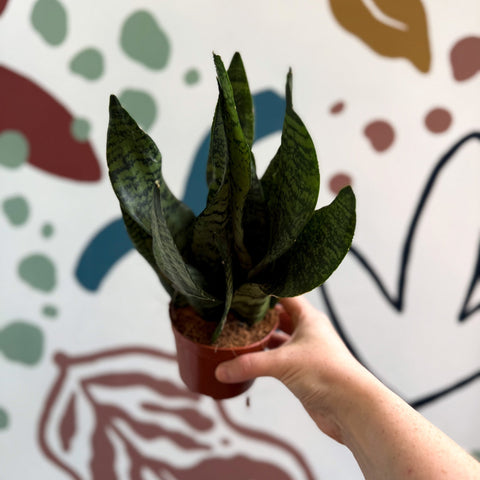 Sansevieria zeylanica ‘Compacta’ - Compact Snake Plant - Sprouts of Bristol
