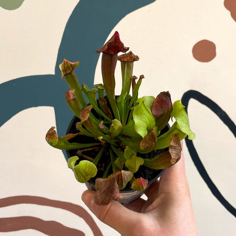 Sarracenia spp. – Pitcher Plant - Sprouts of Bristol