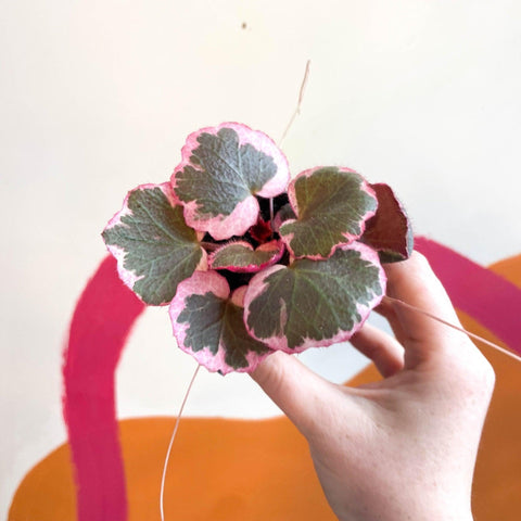 Saxifraga stolonifera 'Variegata' - Strawberry Begonia - Sprouts of Bristol
