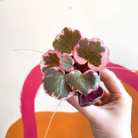 Saxifraga stolonifera 'Variegata' - Strawberry Begonia - Sprouts of Bristol