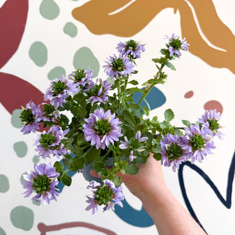 Scaevola ‘A Blue Touch’ - Fan Flower - Sprouts of Bristol