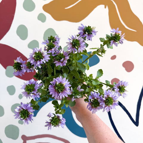 Scaevola ‘A Blue Touch’ - Fan Flower - Sprouts of Bristol