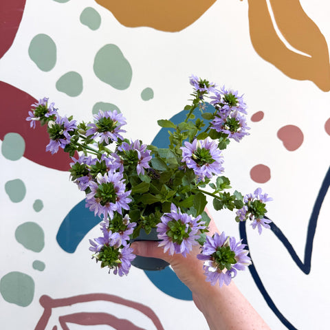 Scaevola ‘A Blue Touch’ - Fan Flower - Sprouts of Bristol