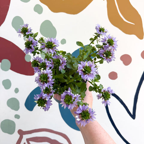 Scaevola ‘A Blue Touch’ - Fan Flower - Sprouts of Bristol