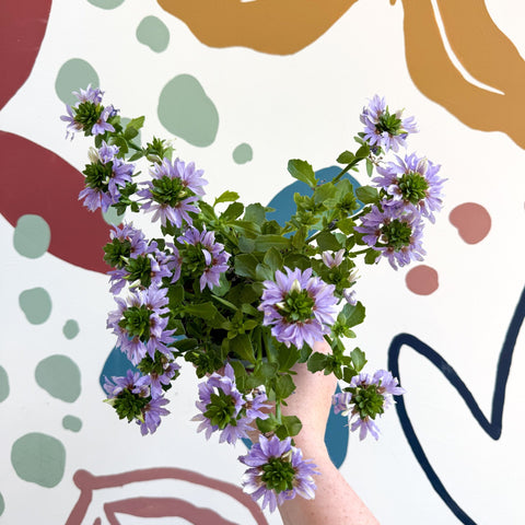 Scaevola ‘A Blue Touch’ - Fan Flower - Sprouts of Bristol