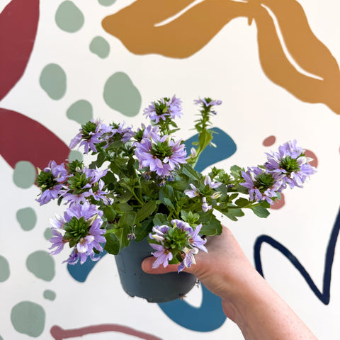 Scaevola ‘A Blue Touch’ - Fan Flower - Sprouts of Bristol