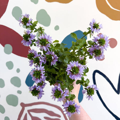 Scaevola ‘A Blue Touch’ - Fan Flower - Sprouts of Bristol