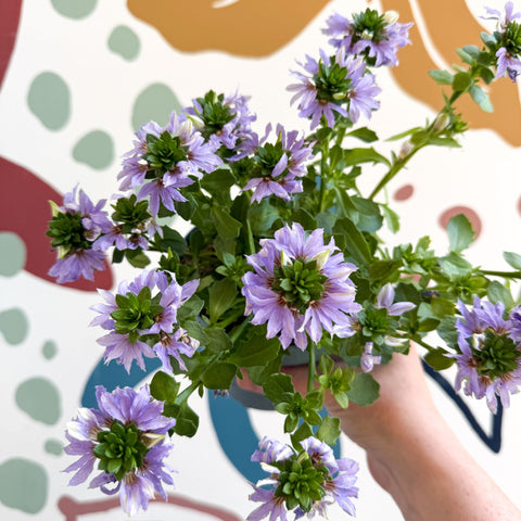 Scaevola ‘A Blue Touch’ - Fan Flower - Sprouts of Bristol