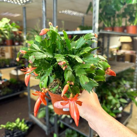 Schlumbergera - Bright Orange Holiday Cactus - Sprouts of Bristol