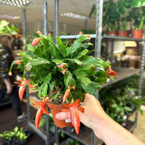 Schlumbergera - Bright Orange Holiday Cactus - Sprouts of Bristol
