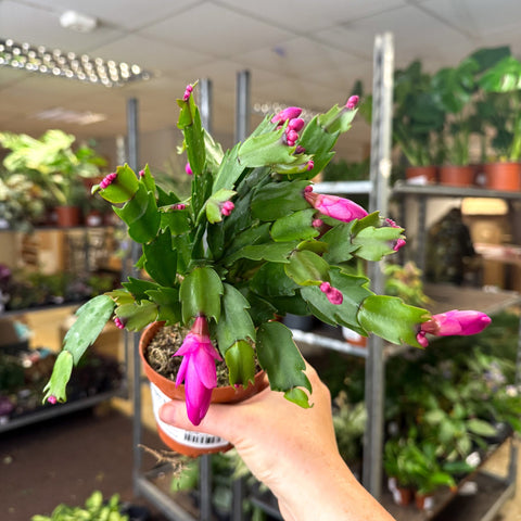 Schlumbergera - Bright Pink Holiday Cactus - Sprouts of Bristol