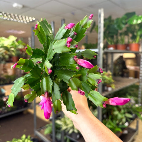 Schlumbergera - Bright Pink Holiday Cactus - Sprouts of Bristol