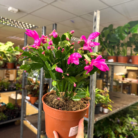 Schlumbergera - Bright Pink Holiday Cactus - Sprouts of Bristol
