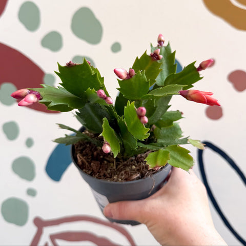 Schlumbergera - Orange Holiday Cactus - Sprouts of Bristol